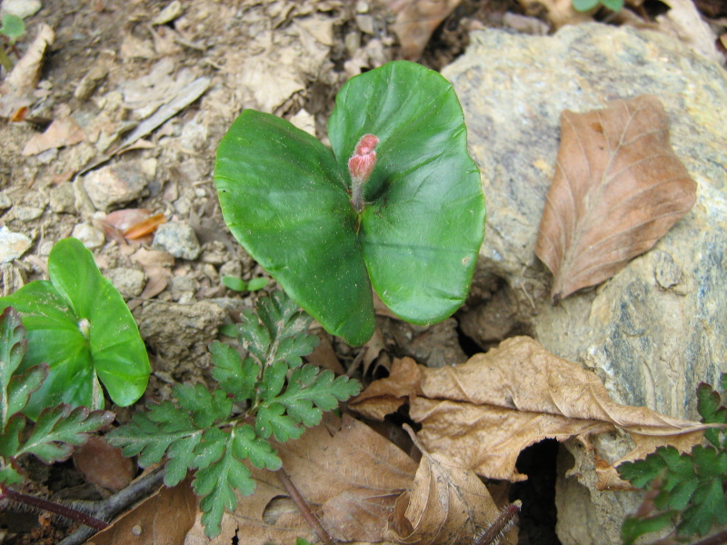 Plantula di Fagus sylvatica